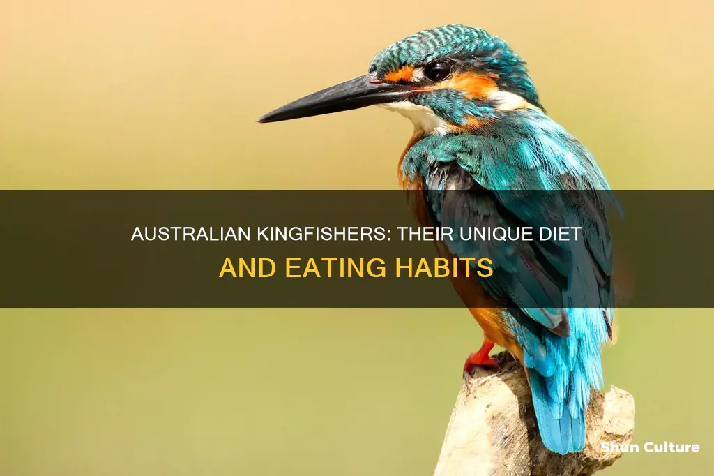 what do australian kingfishers eat