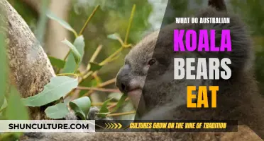 Koala Diet: What Do These Australian Bears Eat?