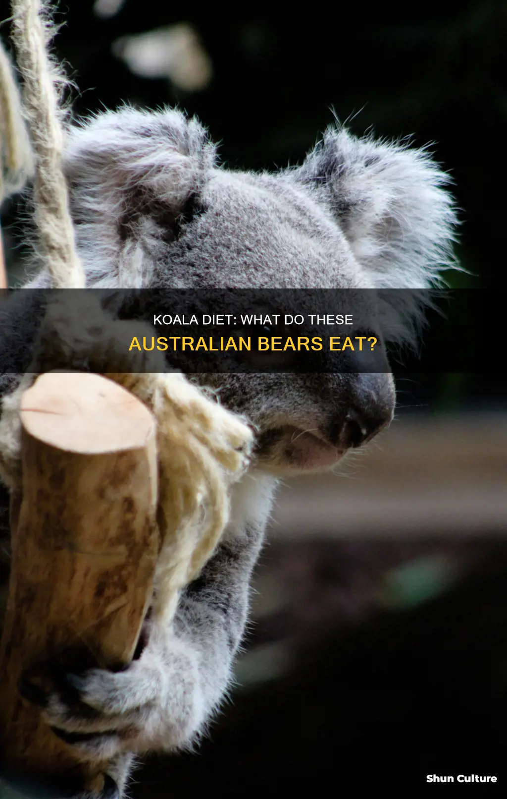 what do australian koala bears eat