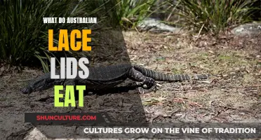 Lace Lids' Diet: What Do They Eat in Australia?