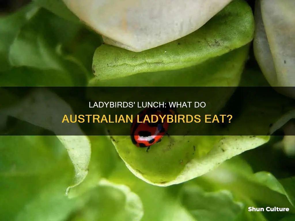 what do australian ladybirds eat