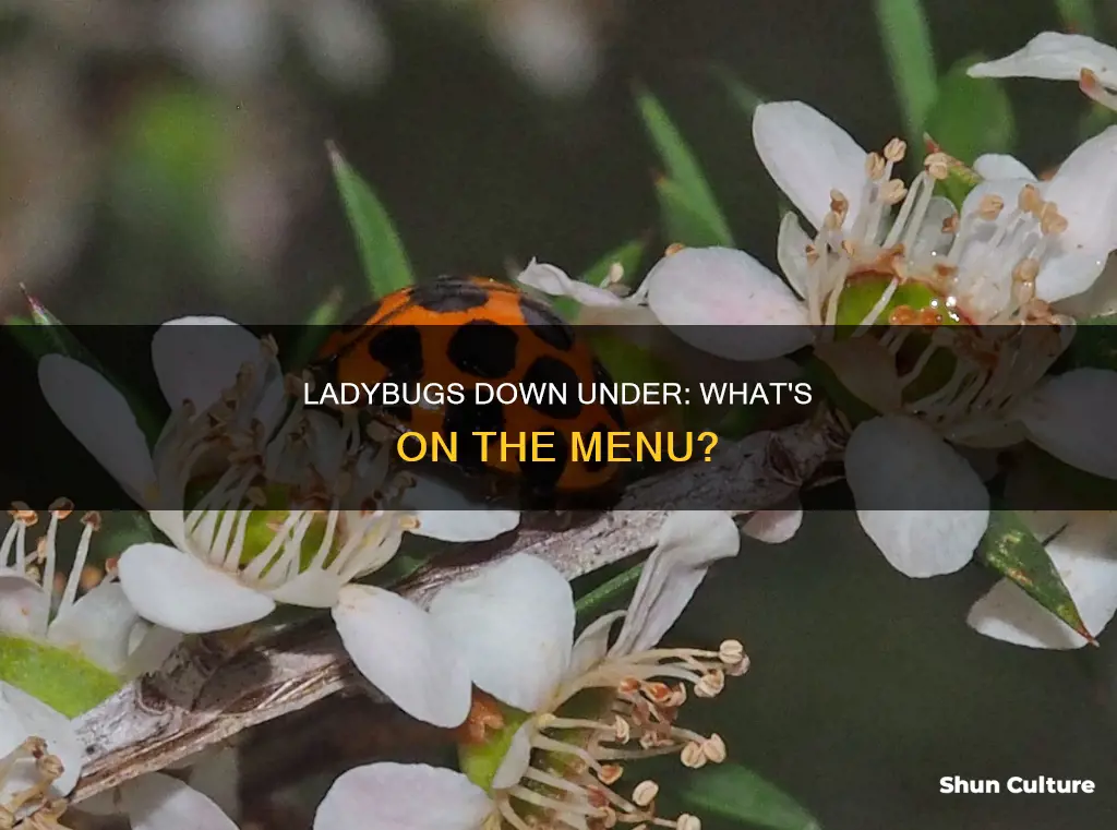 what do australian ladybugs eat