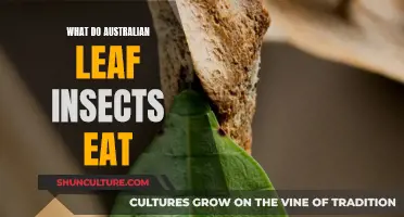 Australian Leaf Insects: What's on Their Menu?