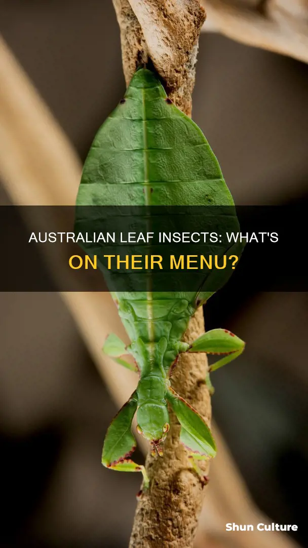 what do australian leaf insects eat