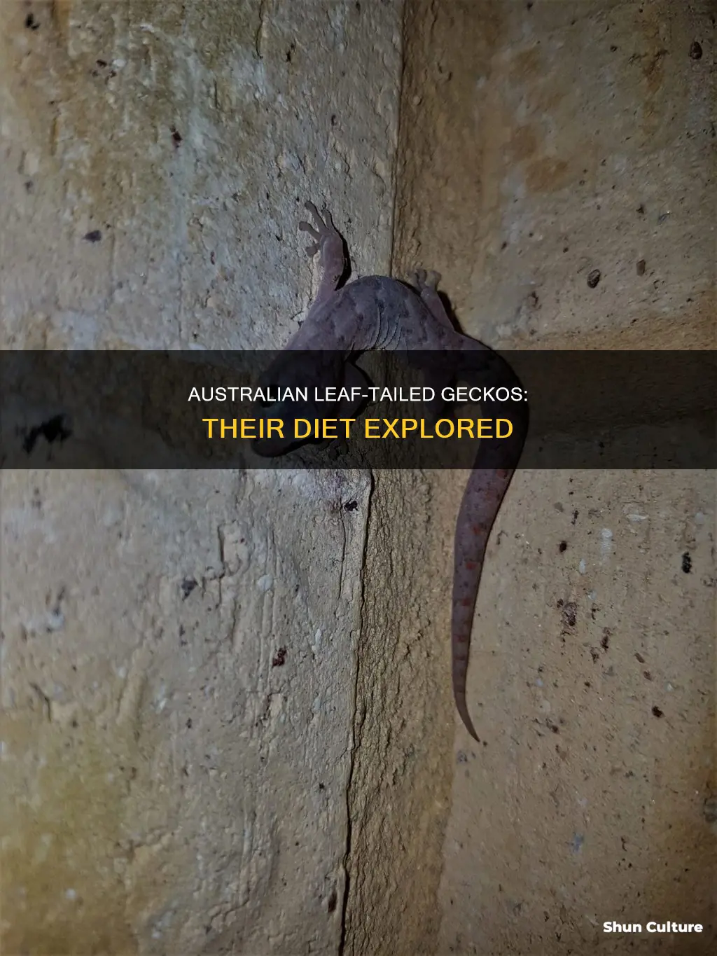 what do australian leaf tailed geckos eat