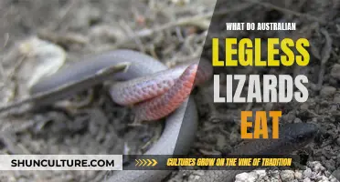 Australian Legless Lizards: What's on the Menu?