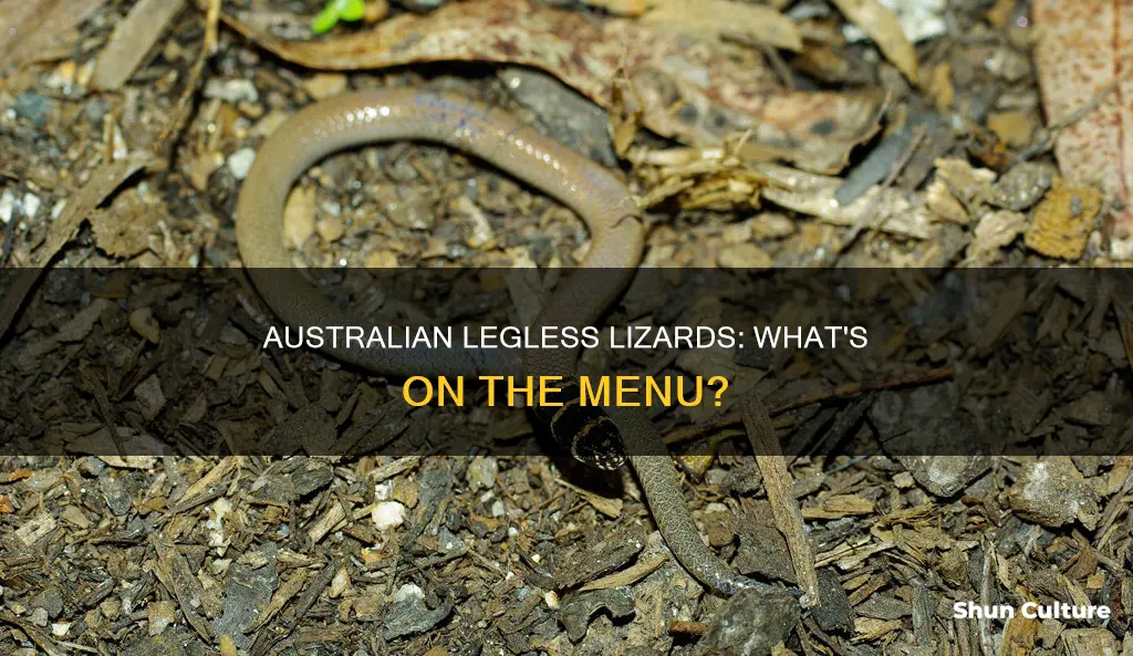 what do australian legless lizards eat