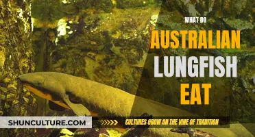 Australian Lungfish Diet: What Do They Eat?