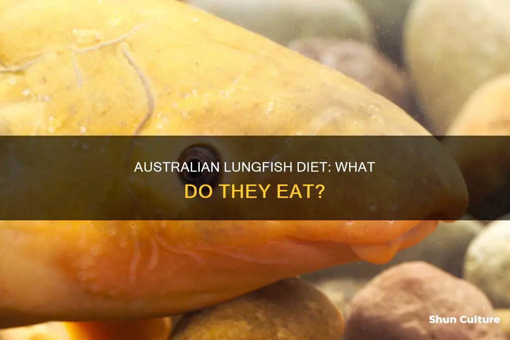 what do australian lungfish eat