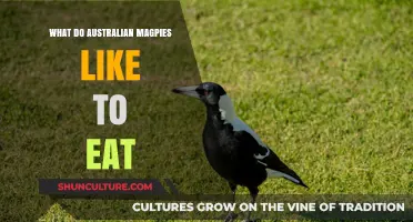 Aussie Magpies' Favorite Foods: What's on the Menu?