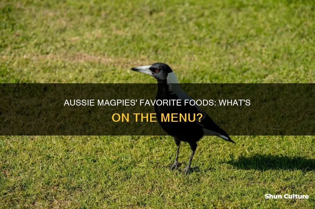 what do australian magpies like to eat