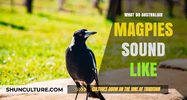 Australian Magpie Song: A Unique Melody