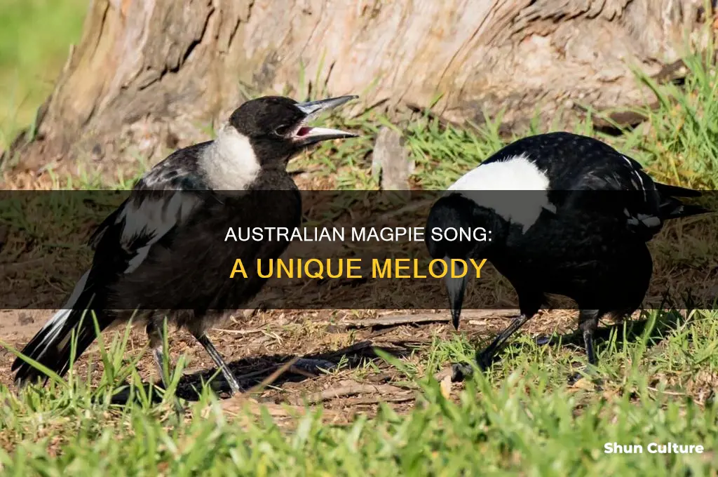 what do australian magpies sound like