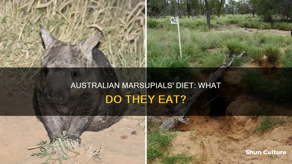 what do australian marsupials eat