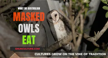 Australian Masked Owls: Their Unique Diet Explored