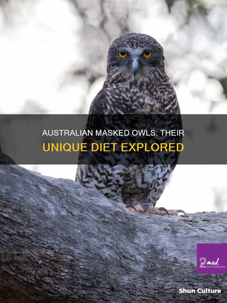 what do australian masked owls eat