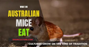 Australian Mice Diet: What Do They Eat?