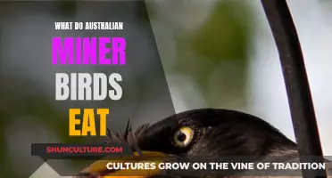 Miner Birds' Diet: What Do They Eat in Australia?