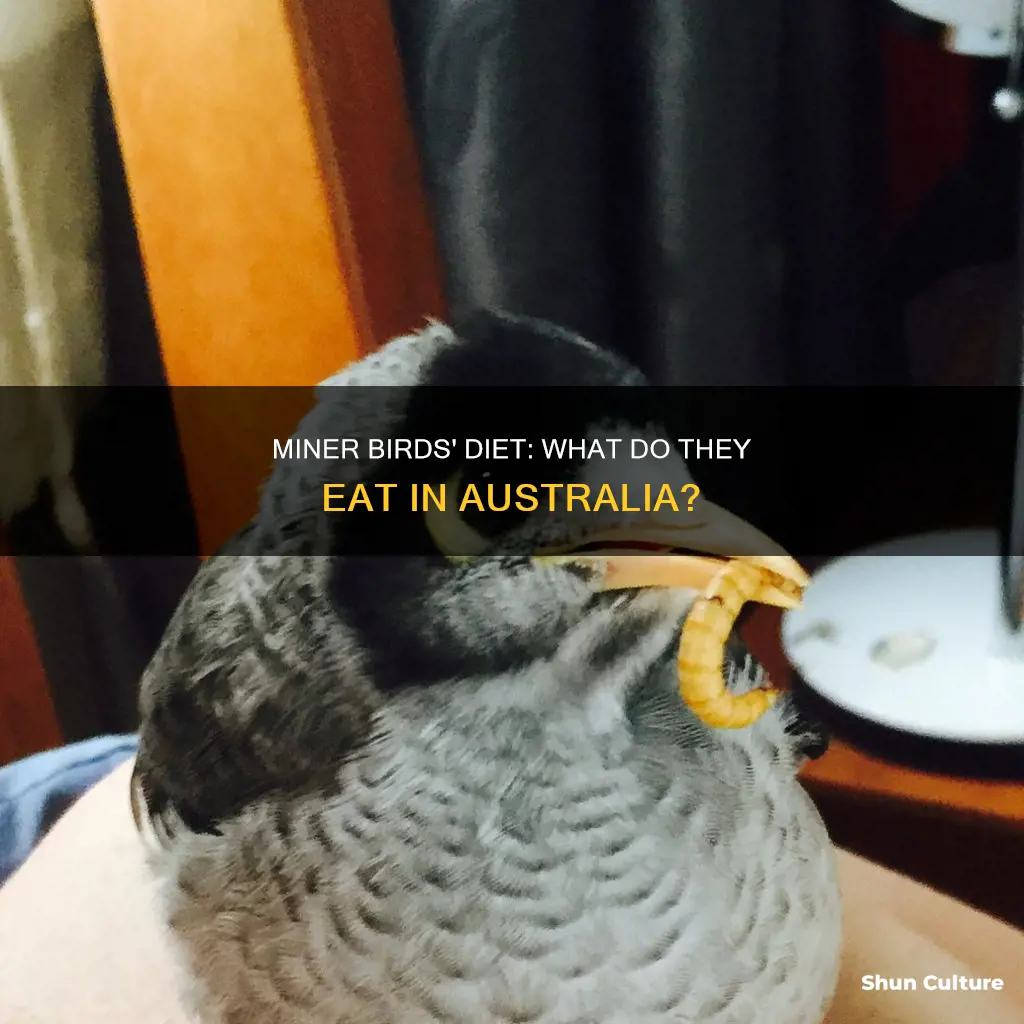 what do australian miner birds eat