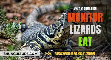Monitor Lizard Diet: What Do Australian Monitors Eat?