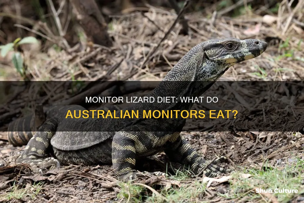 what do australian monitor lizards eat