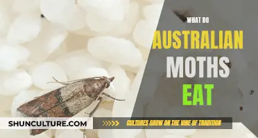 Australian Moths' Diet: What They Eat and Why