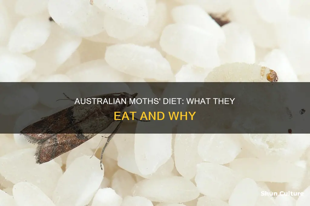 what do australian moths eat