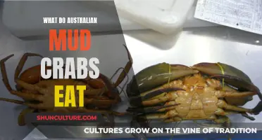 Mud Crab Diet: What Do These Australian Crustaceans Eat?