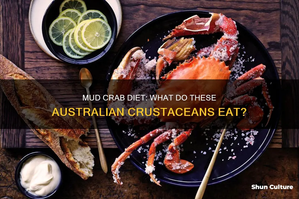 what do australian mud crabs eat