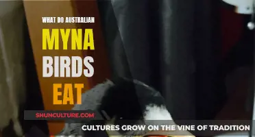Australian Myna Birds' Diet: What They Eat and Why
