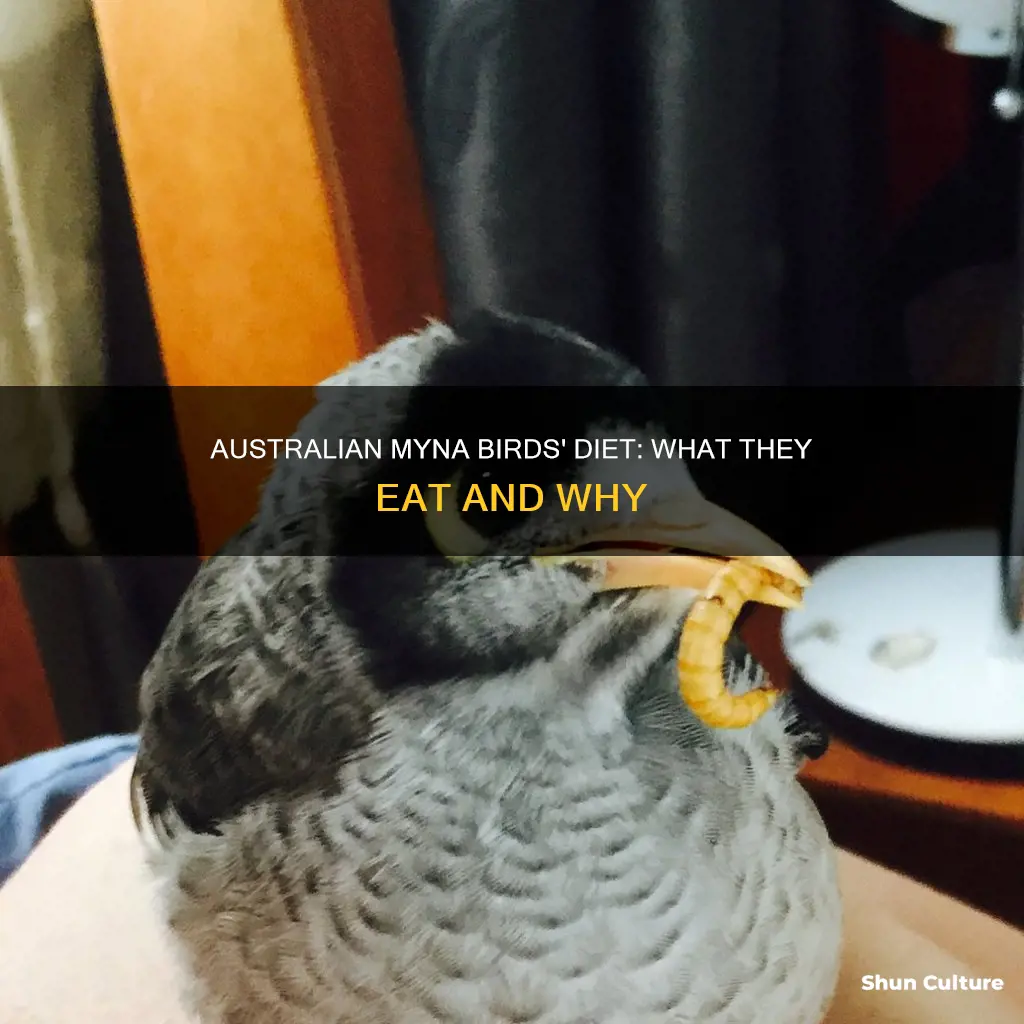 what do australian myna birds eat