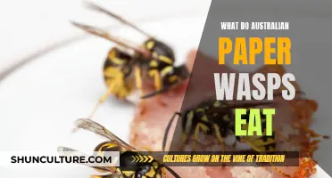 Paper Wasps' Diet: What Do They Eat in Australia?