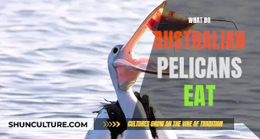 Australian Pelican Diet: What Do They Eat?