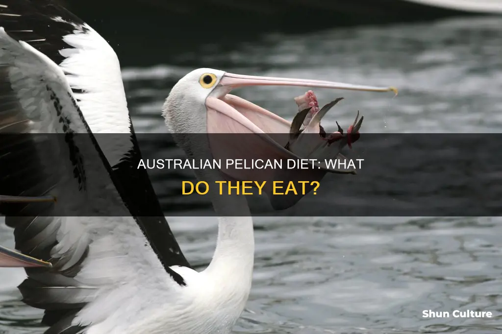 what do australian pelicans eat