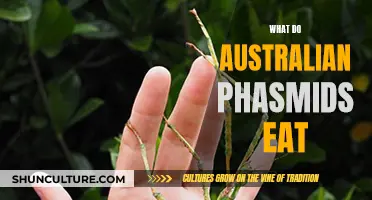 Australian Phasmids: What's on the Menu?
