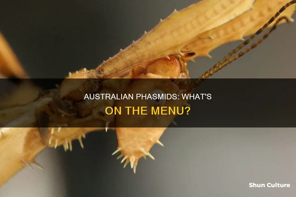 what do australian phasmids eat