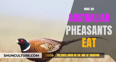 Australian Pheasants' Diet: What They Eat and Why
