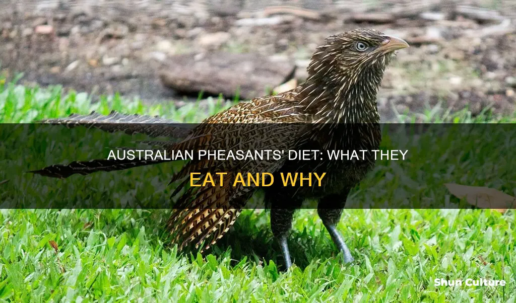 what do australian pheasants eat