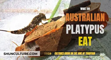 The Australian Platypus Diet: What Do They Eat?