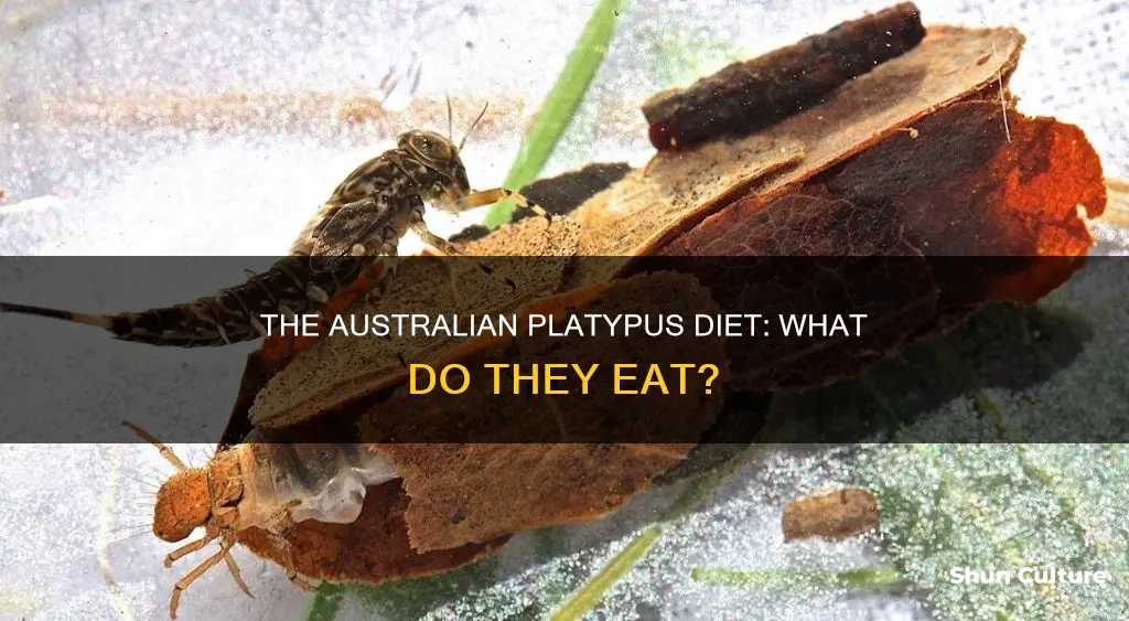 what do australian platypus eat