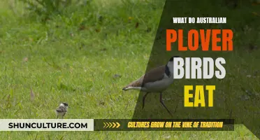Australian Plover Birds: Their Unique Diet Explored