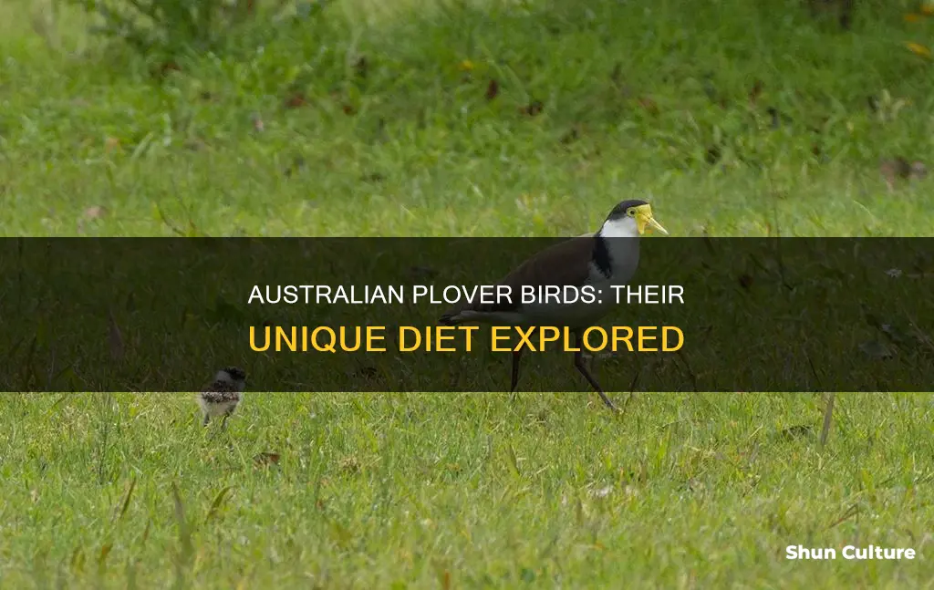 what do australian plover birds eat