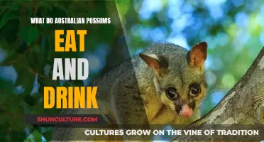 Australian Possums' Diet and Drinking Habits Explored