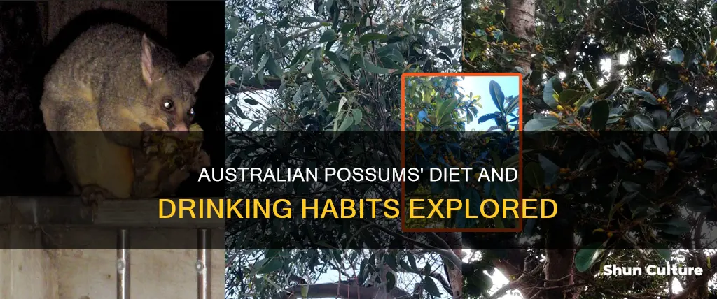 what do australian possums eat and drink