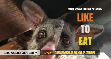 Australian Possums' Favorite Foods Revealed