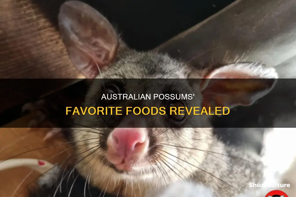 what do australian possums like to eat