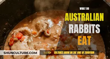 Australian Rabbits' Diet: What Do They Eat?