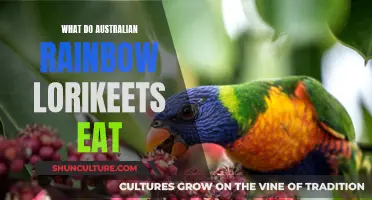 Australian Rainbow Lorikeets: Their Colorful and Nutritious Diet