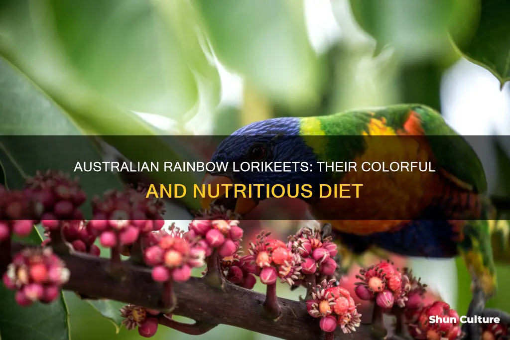 what do australian rainbow lorikeets eat