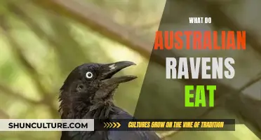 Australian Ravens' Diet: What They Eat and Why